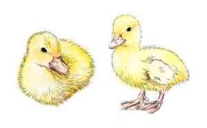 Duckling Drawing with a yellow color