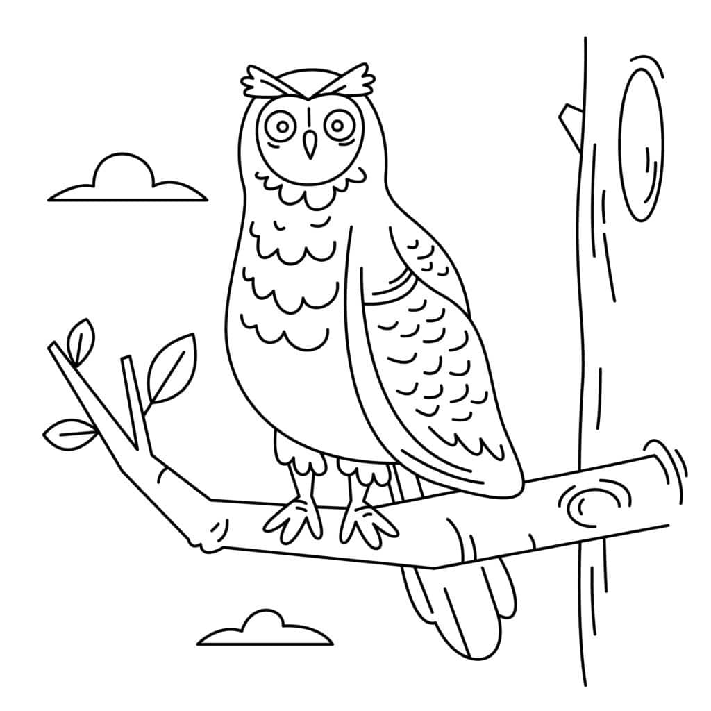 Owl drawing