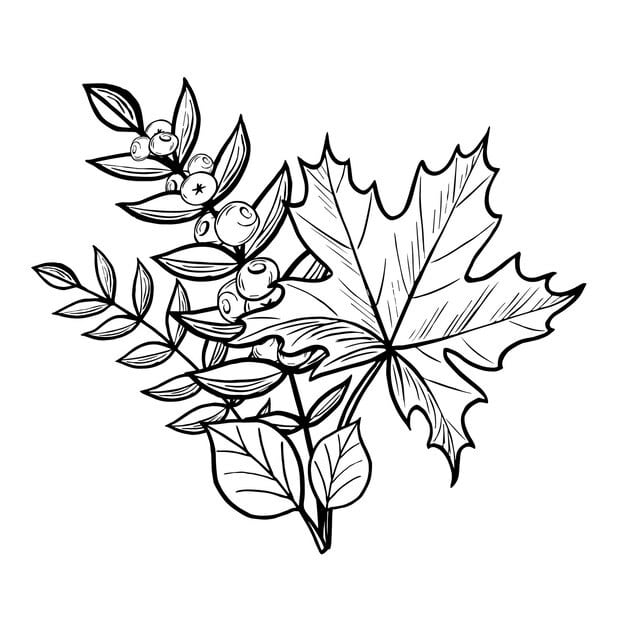 autumn leaves bouquet sketch vector illustration hand drawn isolated fall foliage 791311 2445