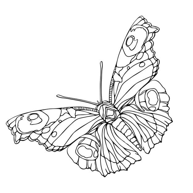 butterfly with black body white spots butterfly is drawn with lot detail including its wings antennae line art vector illustration coloring book card invite 165617 1081