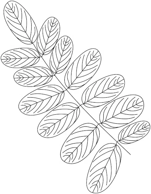 cassia leaf vector icon black white 689577 28