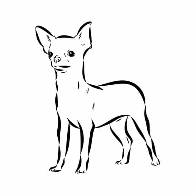 chihuahua dog isolated vector illustration chihuahua vector 231873 9246