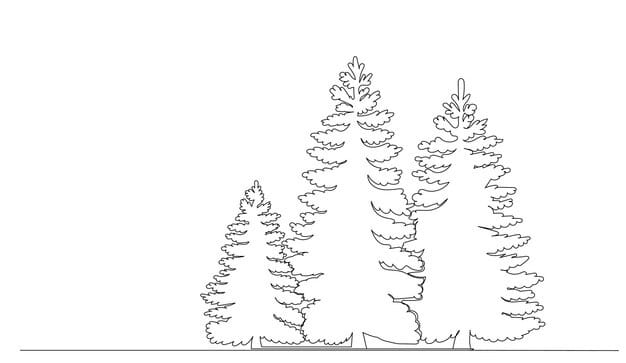 christmas tree line drawing sketch white background vector 566661 24614