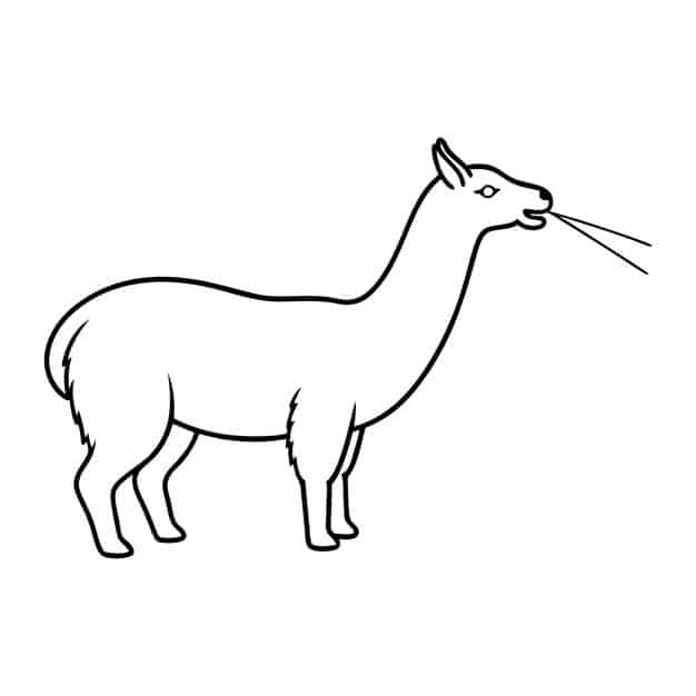 drawing camel with long tail 1163256 17207