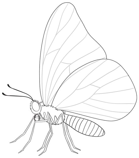 elegant butterfly line art illustration 1308 168996