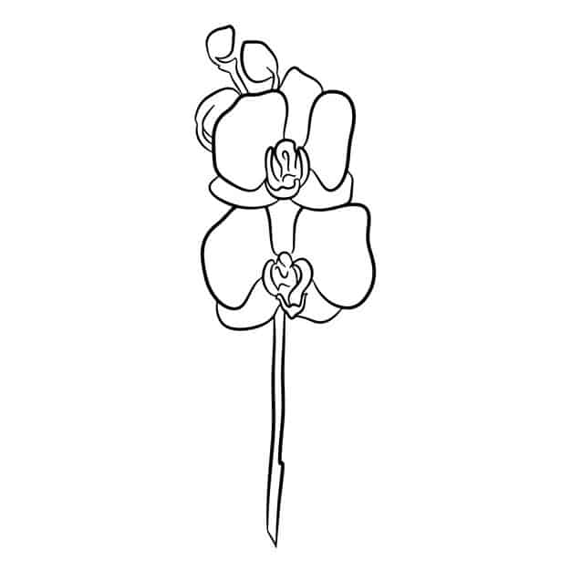 flowering orchid hand contour drawing line art 458779 1161