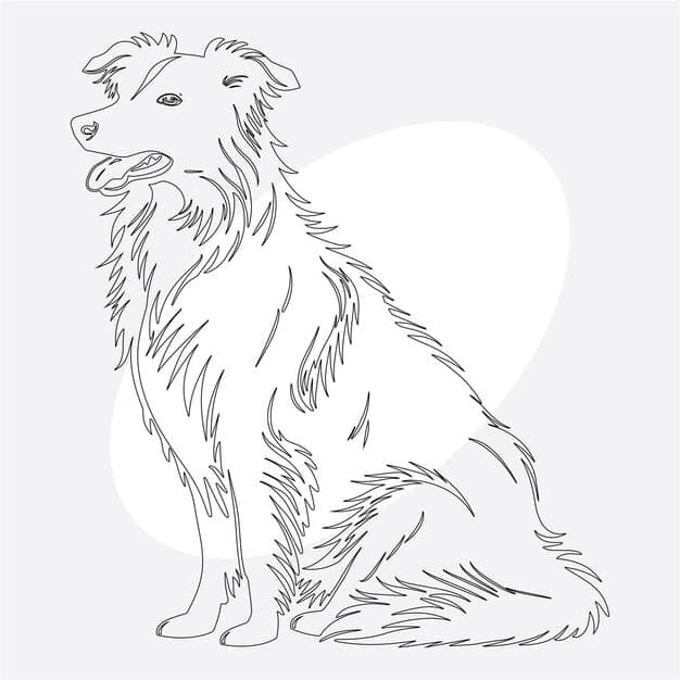 hand drawn border collie dog outline illustration 729149 109158