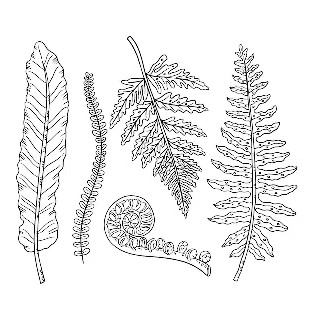 hand drawn fern drawing illustration 23 2150459784 1