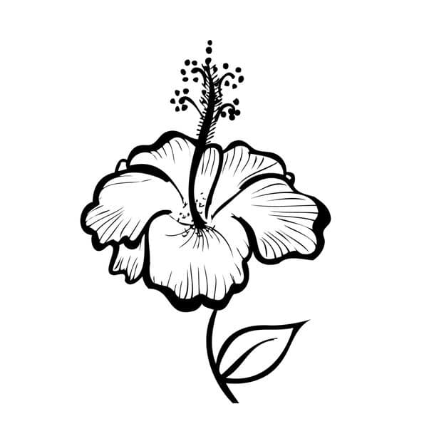 hand drawn hibiscus flower vector silhouette 805720 1789