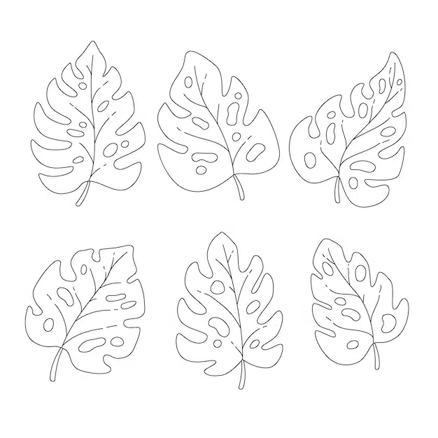 hand drawn monstera leaf outline illustration 23 2150408370