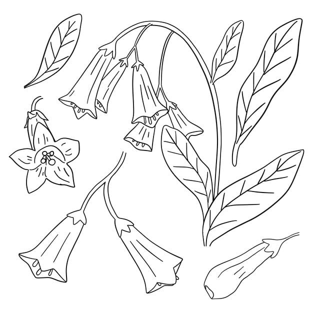 hand drawn simple flower outline illustration 23 2149363215