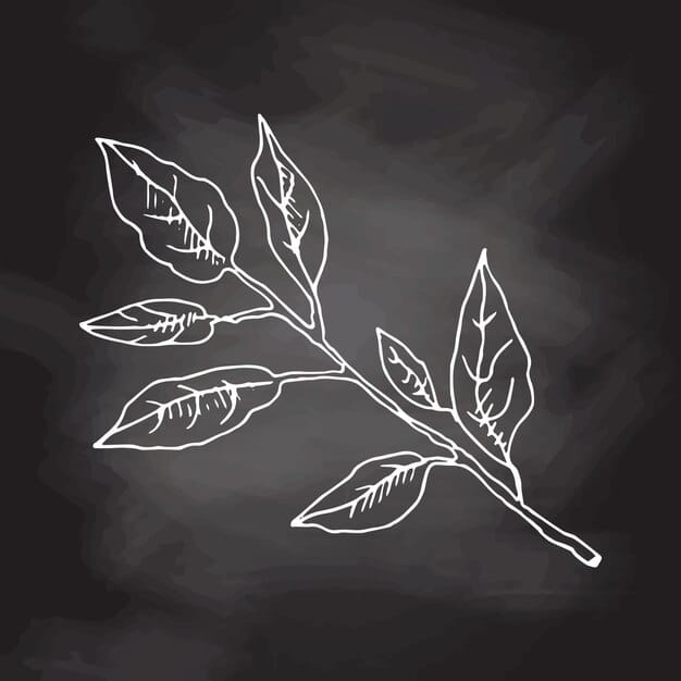 hand drawn sketch lemon tree branch with leaves white sketch isolated black chalkboard 423614 880