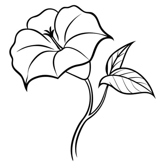 leaves morning glory flower line art 579306 4603