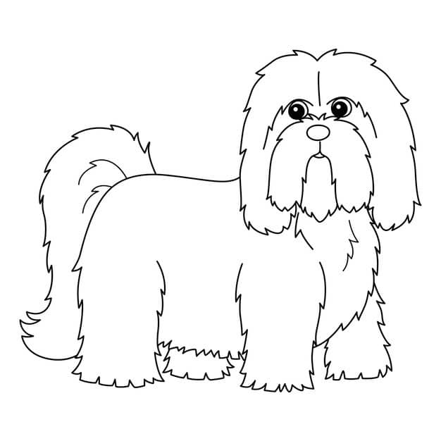 lhasa apso dog coloring page isolated kids 576561 2509