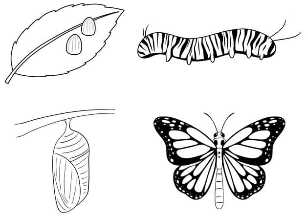 life cycle monarch butterfly doodle 1308 111429