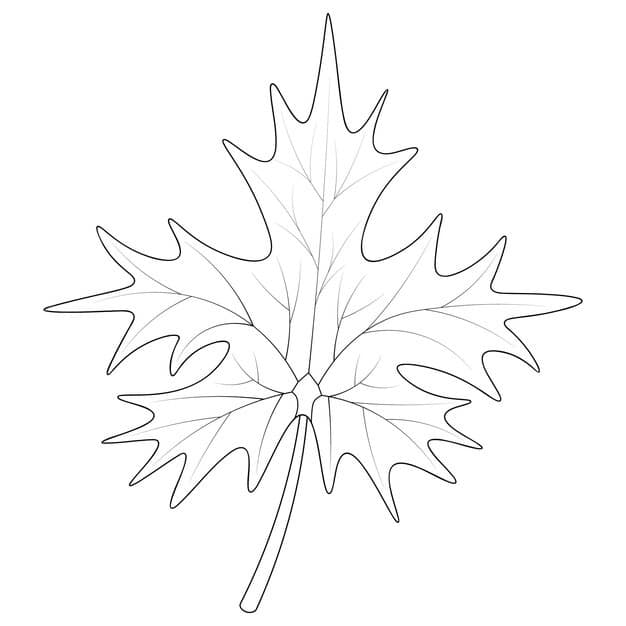 maple leaf part tree with veins sketch cthe leaf shape is crown shaped emblem canada 654766 460