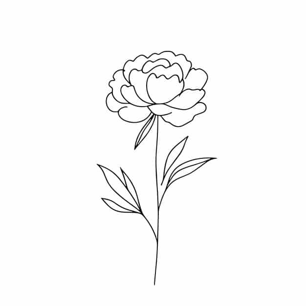 peonies one line white background botanist flowers flora aesthetic flowers one line 591769 2614