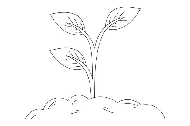 Plant Drawing