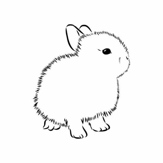 rabbit sketch hand drawn vector illustration realistic animal 231873 7003