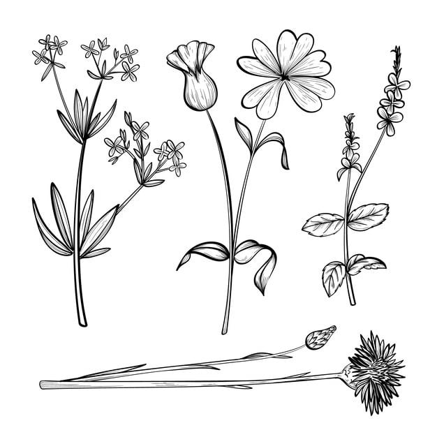 realistic hand drawn herbs wild flowers 23 2148370296