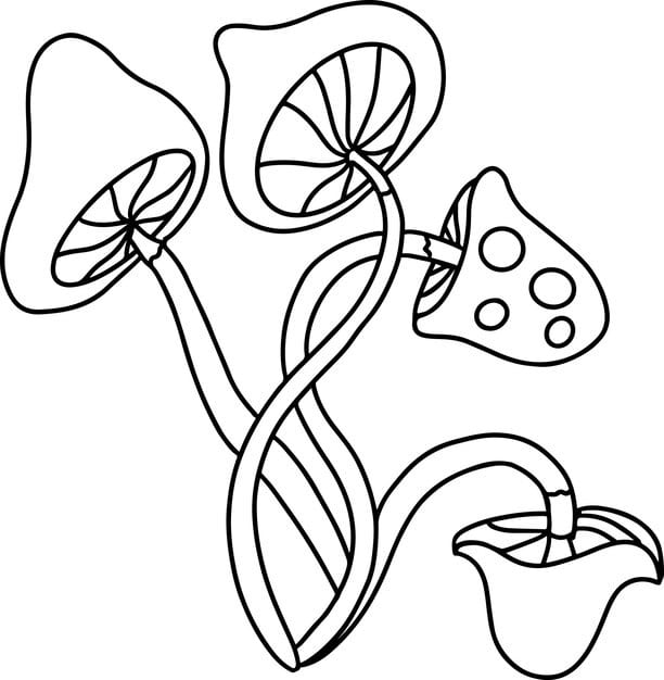 sketch poisonous mushrooms vector black white illustration 119828 2334