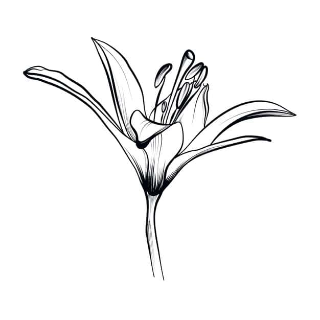 true white handdrawn lily flower vector 647992 1025