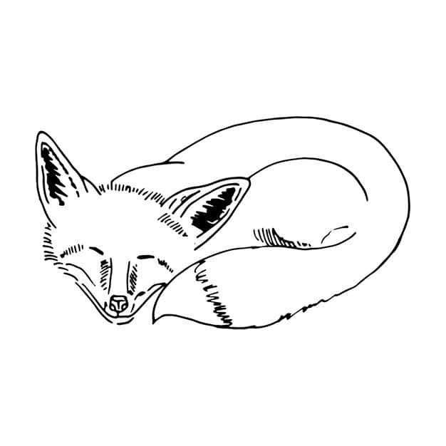 vector hand drawn illustration sleeping fox isolated white background cute forest animal sketch style fox sleeps vector sketch illustration 605509 979