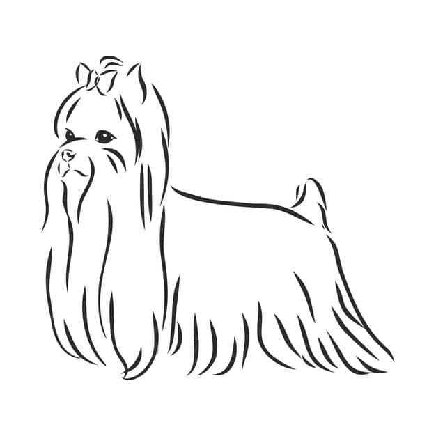 yorkshire terrier dog hand drawn vector llustration isolated 231873 1655