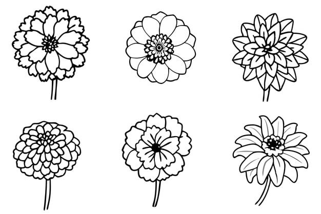 zinnia flower line art 1296627 727