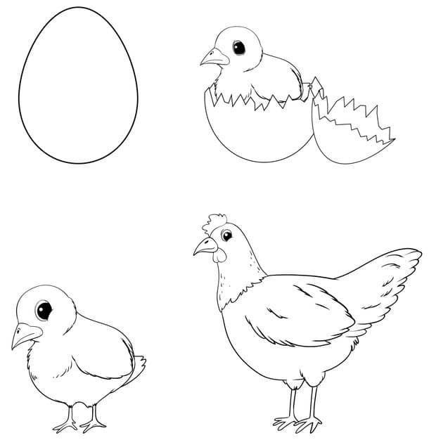 doodle chicken life cycle 1308 110534