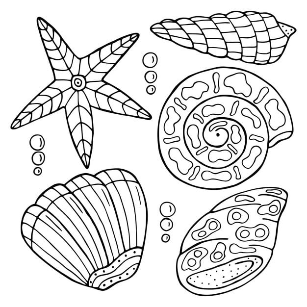 hand drawn sea shell isolated white background coloring book children adults 558186 797