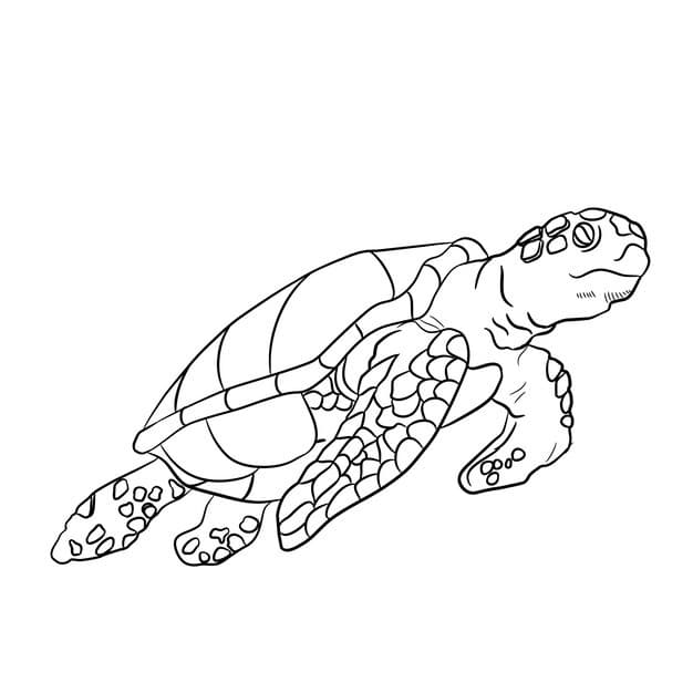 hand drawn turtle outline illustration 23 2149258293