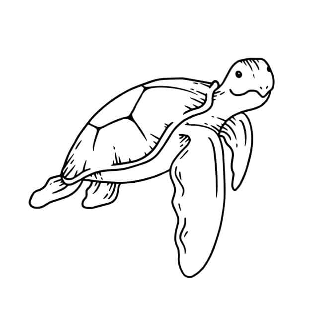 hand drawn turtle outline 23 2149268105